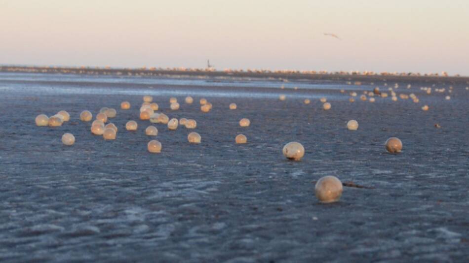 Un insólito fenómeno cambió por completo las playas de Mar del Plata. Foto: NA