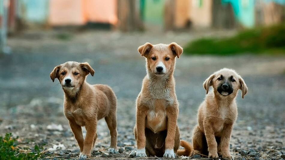 Perros callejeros. Foto: Unsplash.