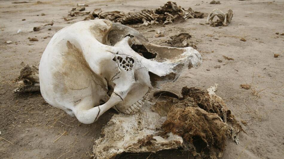 Según las fuentes, se encontraron los cadáveres de los paquidermos durante una de sus patrullas. Foto: EFE.