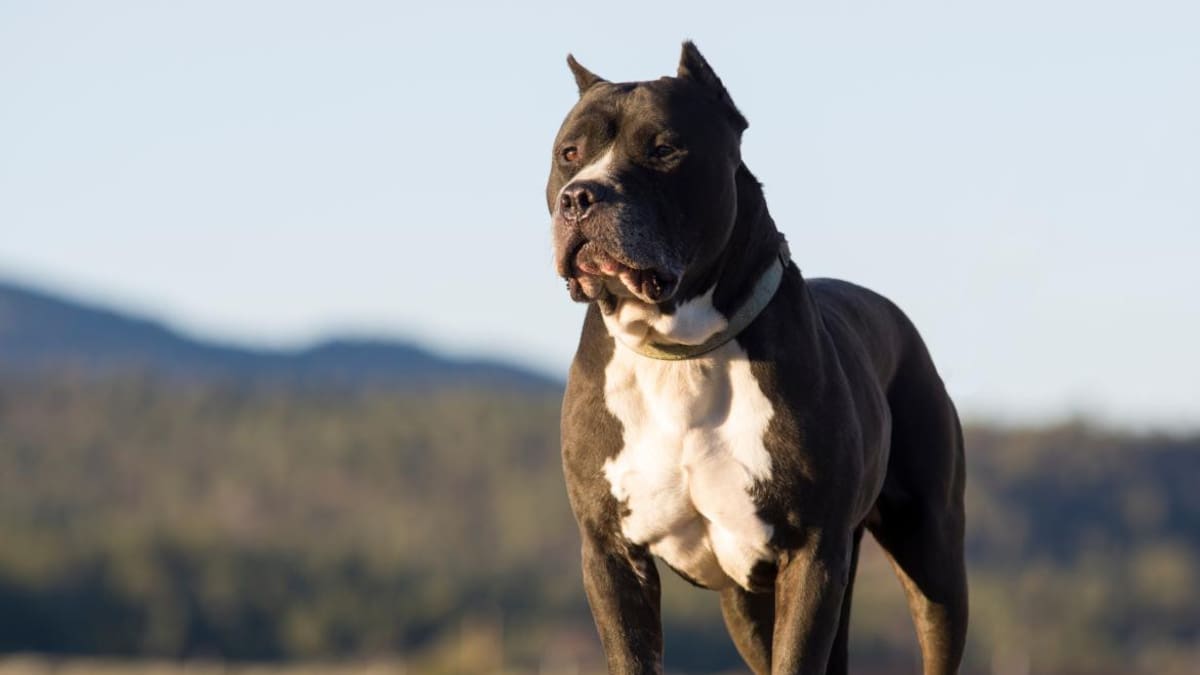 Pitbull, perro. Foto: EFE