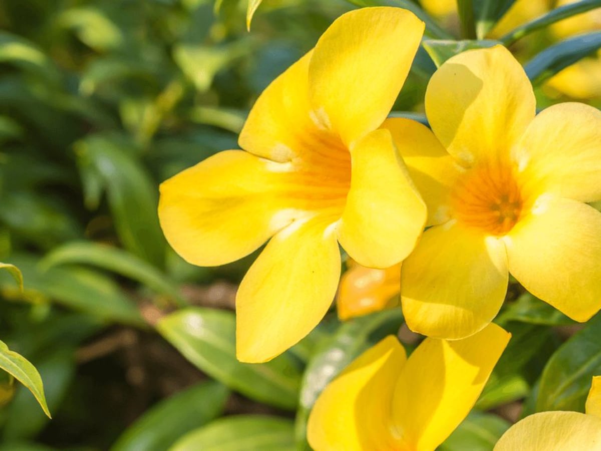 La planta trepadora con flores amarillas que se adapta a climas húmedos, resiste el calor y florece hasta 7 meses del año