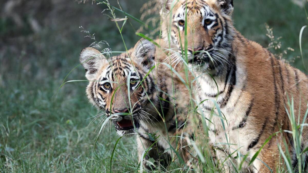 Los primeros 2 tigres de Bengala nacidos en cautiverio. Foto: EFE.