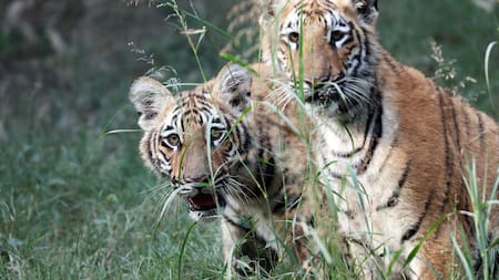 Los primeros 2 tigres de Bengala nacidos en cautiverio. Foto: EFE.
