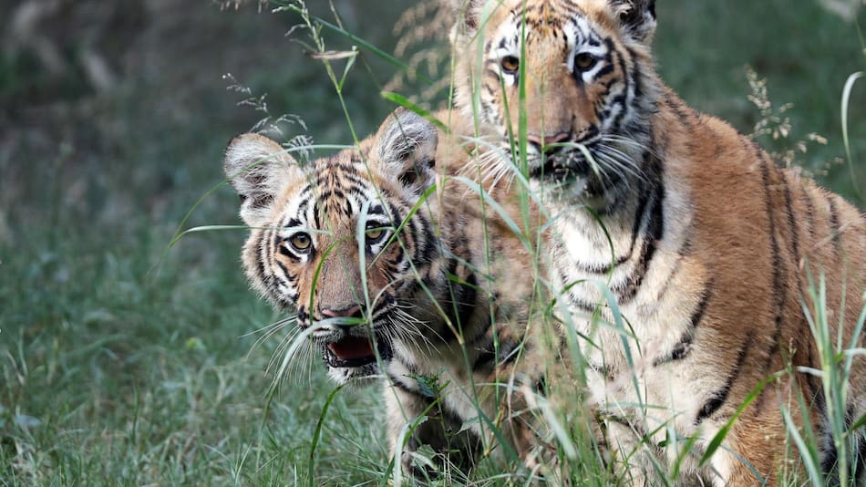 Los primeros 2 tigres de Bengala nacidos en cautiverio. Foto: EFE.