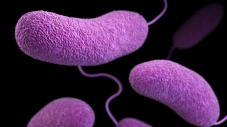 Bacterias que se alimentan de sangre humana. Foto: Unsplash