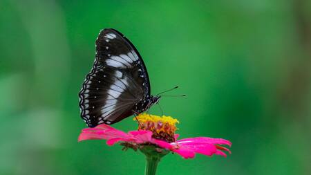 Mariposa negra. Foto: Unsplash.