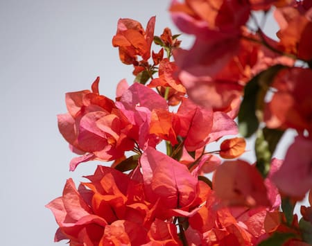 Flores de la planta Santa Rita. Foto: Unsplash.