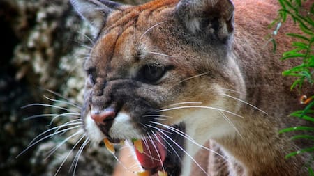 El puma no es capaz de rugir, sino que Aun así, sí que produce un sonido similar al grito de una persona. Foto: Unsplash.