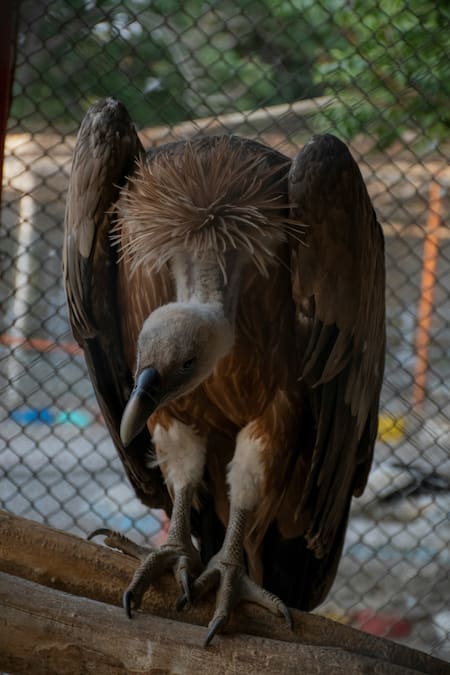 Cóndor. Foto Unsplash