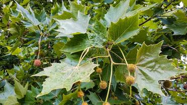 El árbol que florece en primavera y causa problemas respiratorios: es la especie más común de Buenos Aires