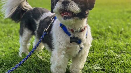 Perro. Foto: Unsplash