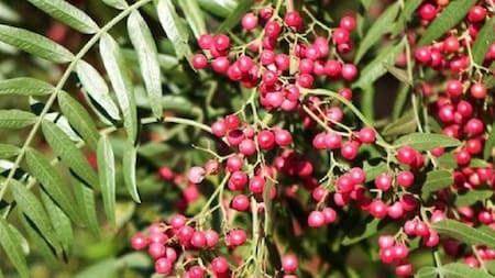 El aguaribay, permite repeler a estos molestos insectos. NA