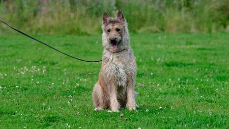 Pastor Belga Laekenois. Fuente: Wikimedia