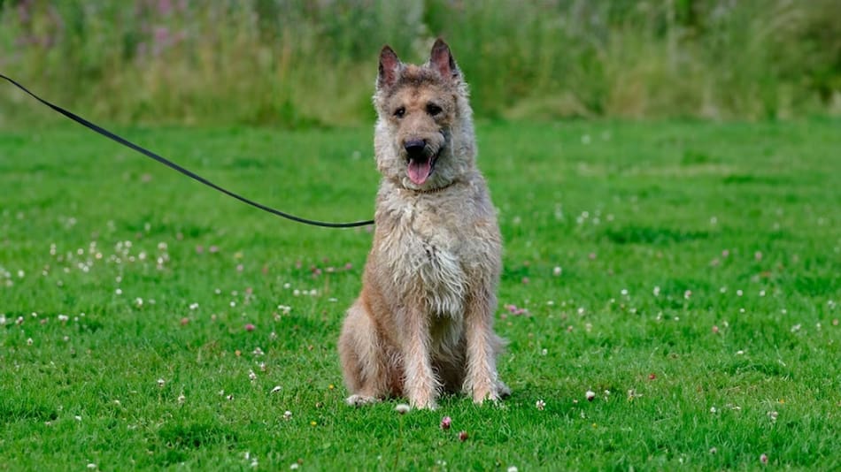 Pastor Belga Laekenois. Fuente: Wikimedia