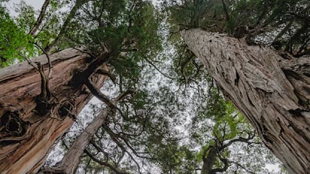 El imponente árbol argentino que tiene 60 metros de altura y más de 2.600 años: dónde se encuentra y cómo visitarlo