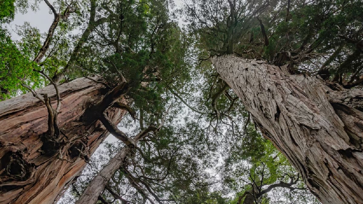 El imponente árbol argentino que tiene 60 metros de altura y más de 2.600 años: dónde se encuentra y cómo visitarlo