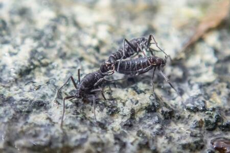 El mosquito antártico. Foto: X @Paracelsus1092.