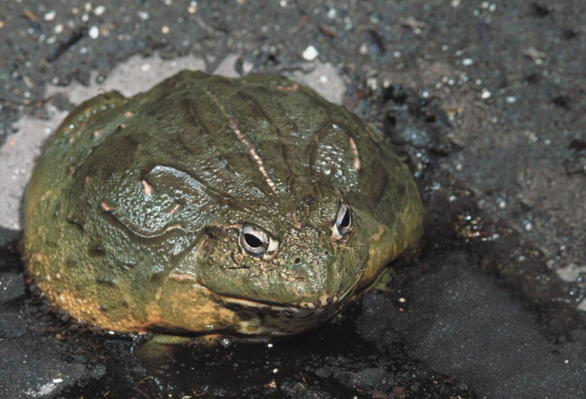 Ranas toro