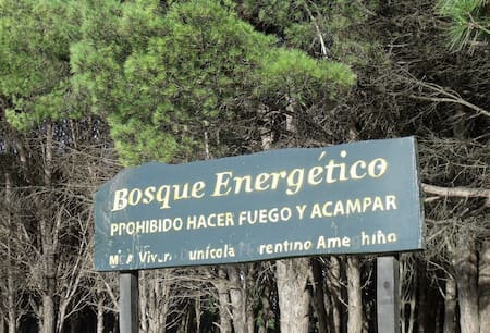 Bosque energético Miramar. Fuente: X