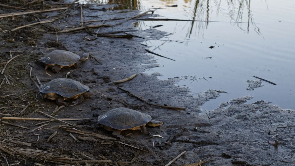 El operativo incluyó atención veterinaria y la incubación de más de 250 huevos para reforzar la población silvestre.