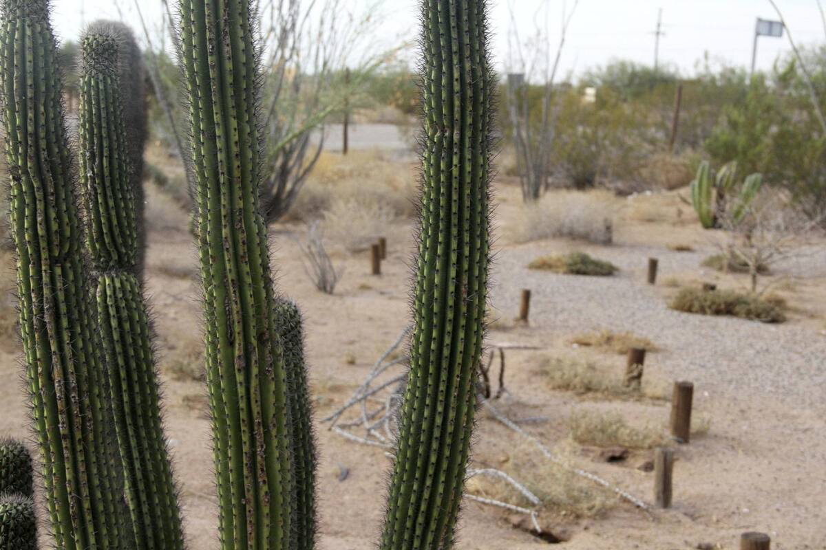Reserva de la Biosfera El Pinacate y el Gran Desierto de Altar. Foto: EFE