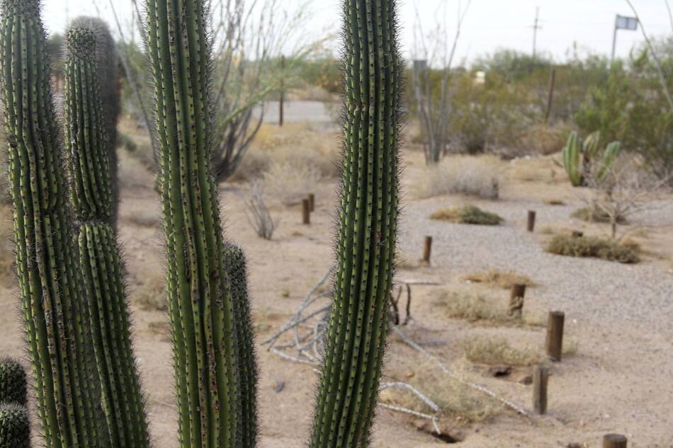Reserva de la Biosfera El Pinacate y el Gran Desierto de Altar. Foto: EFE