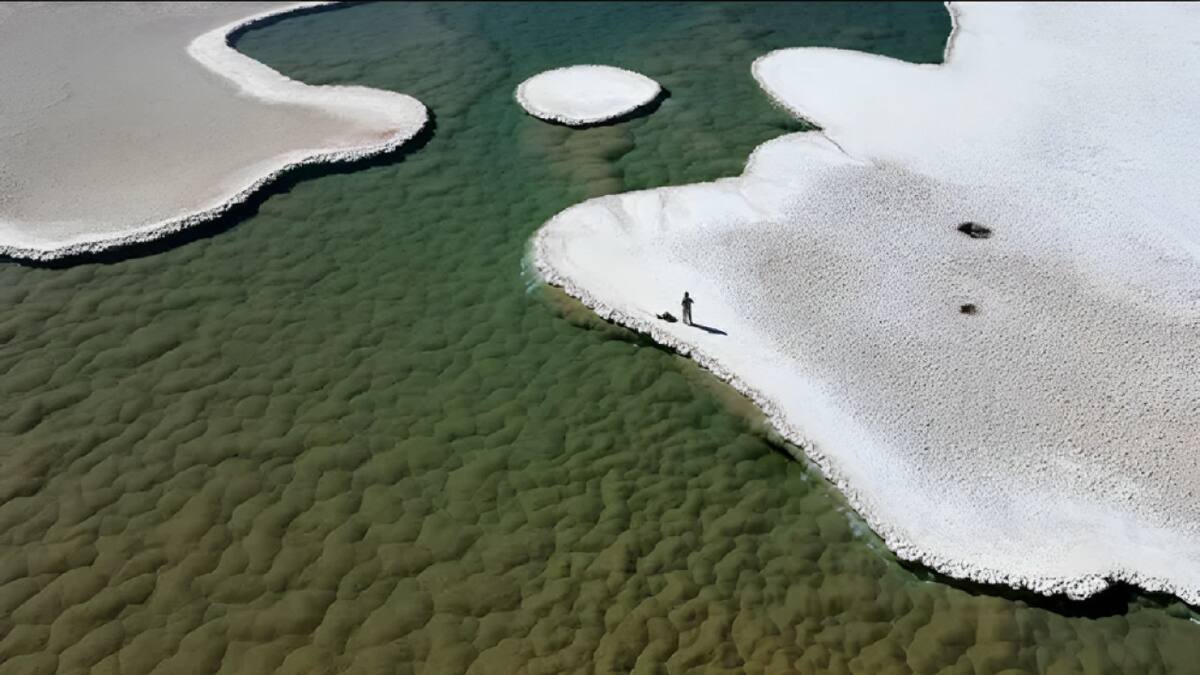 Montículos verdes de estromatolitos florecen en el fondo de una laguna en la Puna de Atacama de Argentina. Foto: Universidad de Boulder.