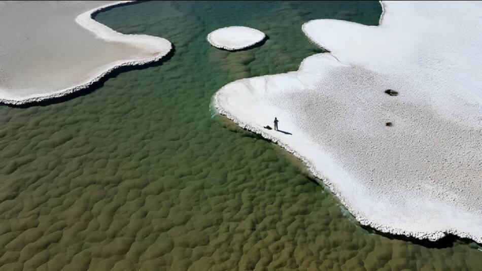 Montículos verdes de estromatolitos florecen en el fondo de una laguna en la Puna de Atacama de Argentina. Foto: Universidad de Boulder.