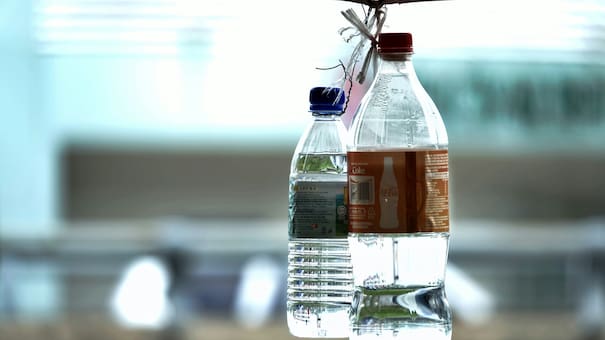 ¿Las palomas arruinan tus plantas?: la técnica efectiva con botellas de plástico que ahuyenta todo tipo de ave