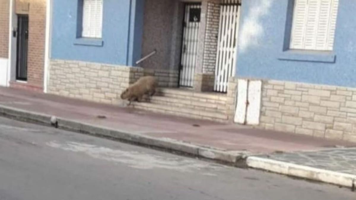 Carpincho en Necochea