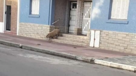 Carpincho en Necochea