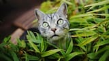 Una verdadera jungla felina: plantas lindas y seguras para hogares con gatos