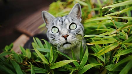 Gatos y plantas. Foto: Unsplash.