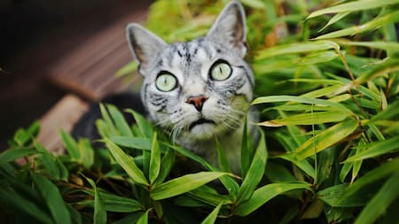 Gatos y plantas. Foto: Unsplash.