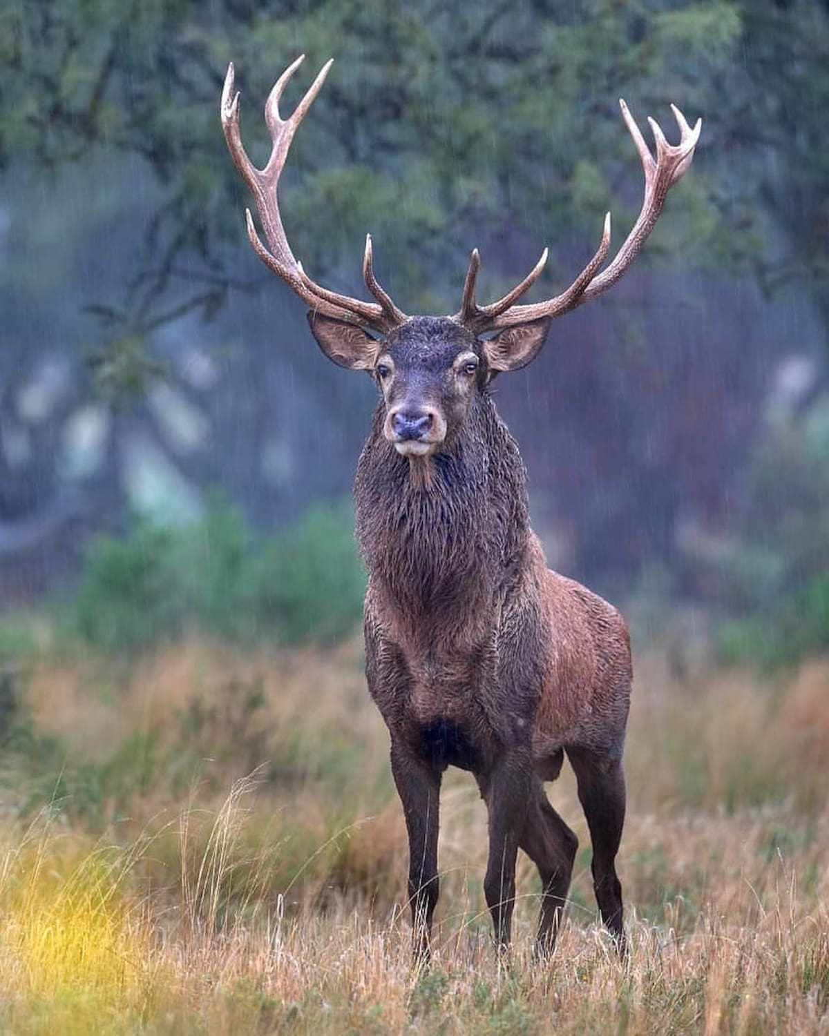 Ciervo colorado