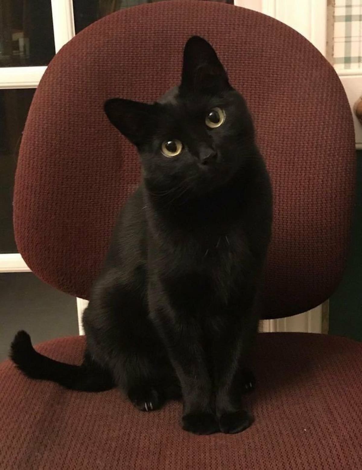 Las protectoras de animales piden cuidar a los gatos negros en vísperas de Halloween