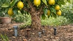 Tornillos oxidados en el limonero: el truco definitivo para acelerar el crecimiento del árbol