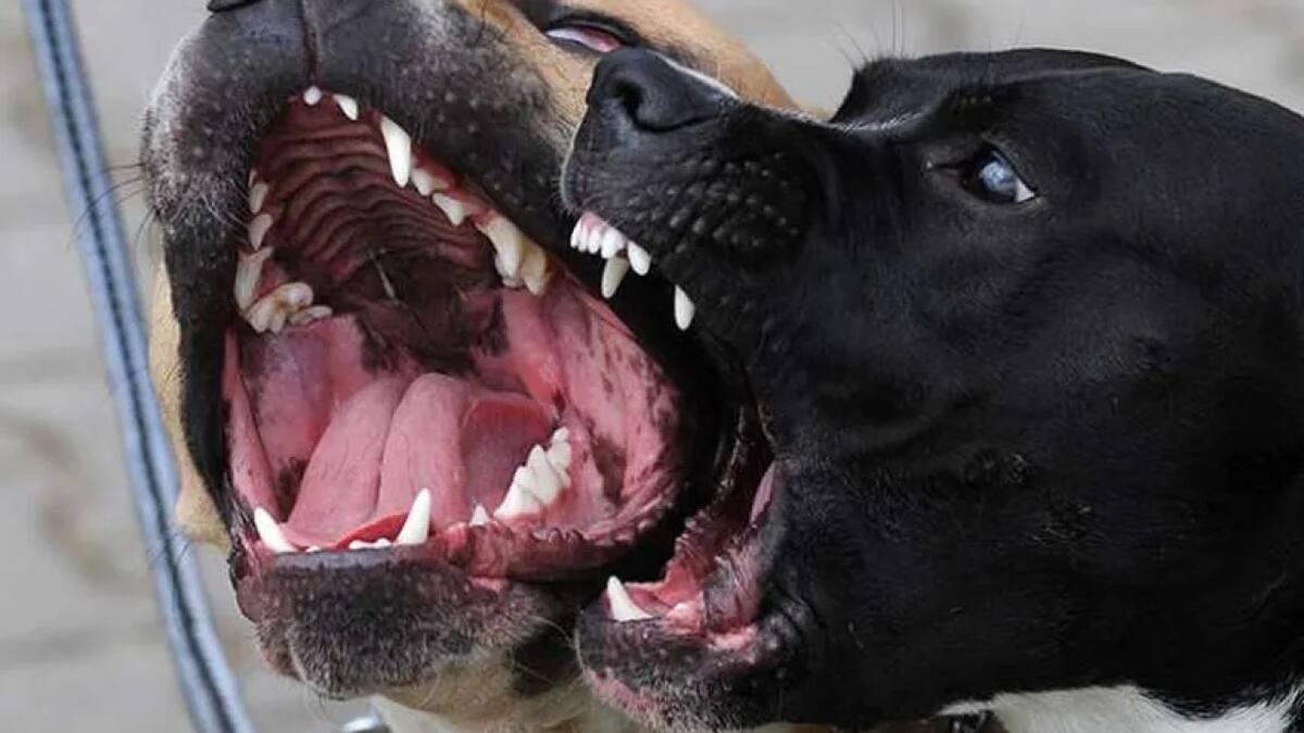 Ataque de perros, foto genérica. Foto: EFE