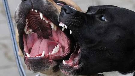 Ataque de perros, foto genérica. Foto: EFE