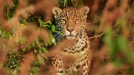 Denunciaron a una red de caza de yaguaretés que operaba entre Argentina y Bolivia