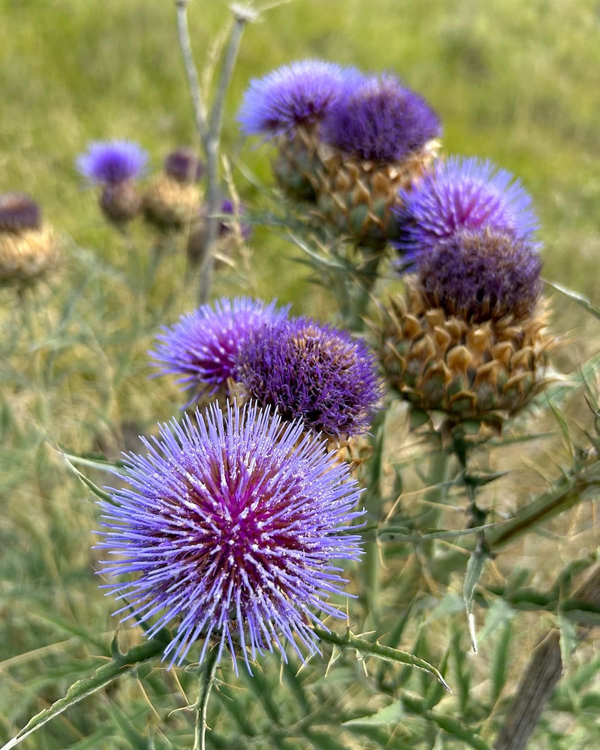 Cardo, planta