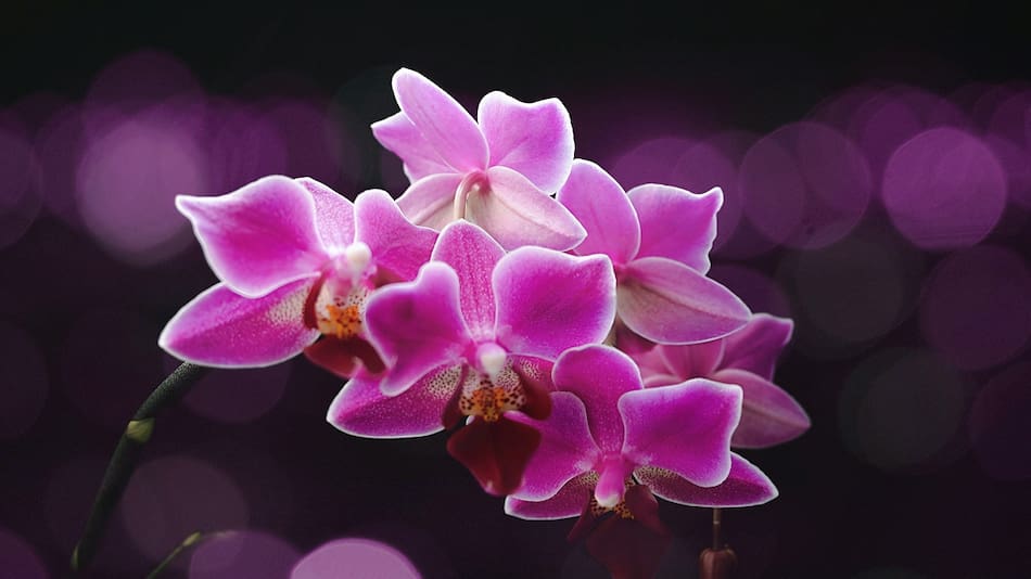 Orquídeas.