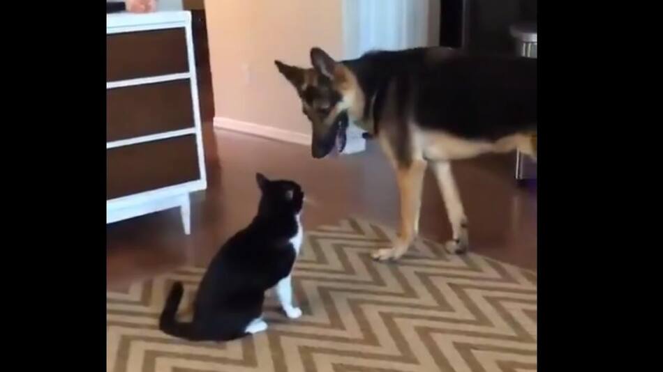 Perro y gato - video viral