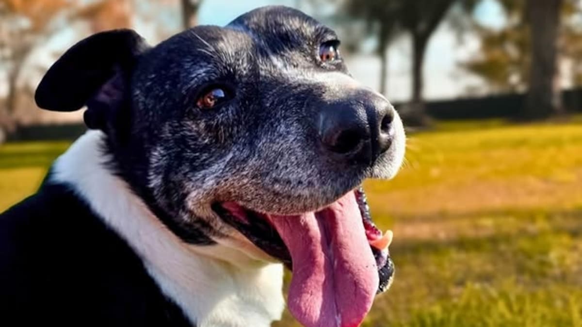 Un refugio pide voluntarios para pasear a los perritos rescatados.