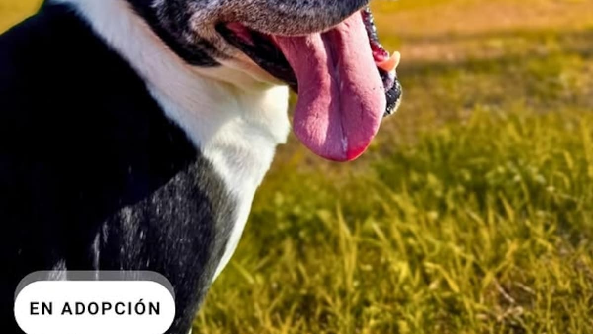 El emotivo pedido de un refugio de perros en CABA: “Ya ni soñamos con una familia, solo queremos que alguien nos saque a pasear”
