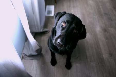 Estudio asegura que los perros saben si las personas mienten. Foto: Unsplash.