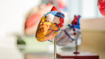 El cuidado cardiovascular también es bueno para el cerebro. Foto: Unsplash.