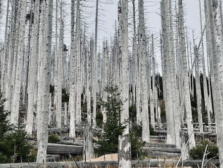 Deforestación en Harz, Alemania. Foto: Unsplash.