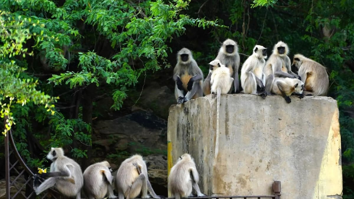 Monos langures matan a un niño en India. Foto: Twitter
