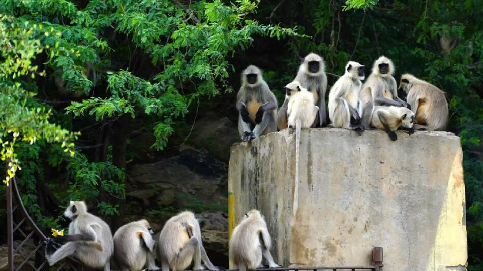 Monos langures matan a un niño en India. Foto: Twitter
